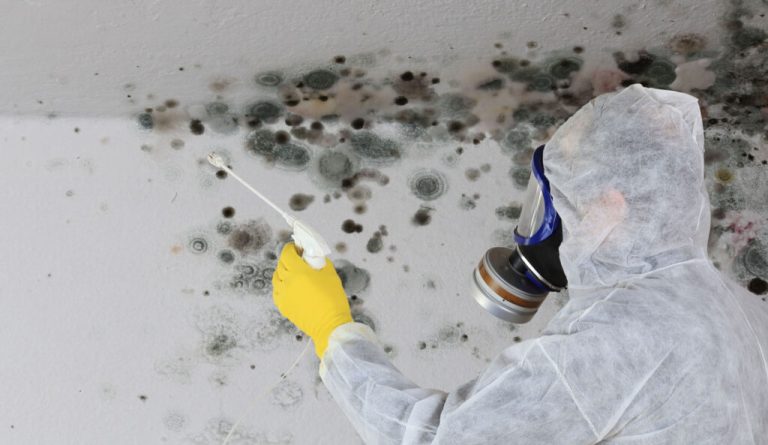 Mold Removal And Remediation 1024x593 1 768x445